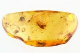 Two Fossil Jumping Spiders and Caddisfly In Baltic Amber #307369-1